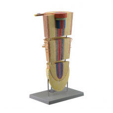 Dicot Root Section (Leguminosae) Model